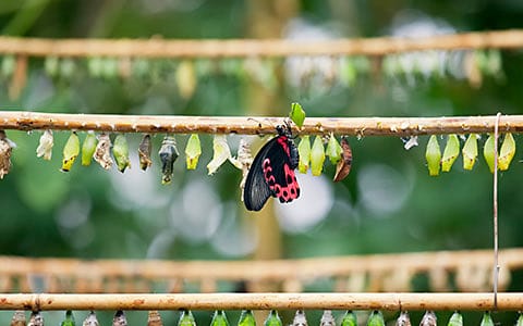 The Original Mackinac Island Butterfly House
